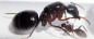 Preview: Camponotus brasiliensis